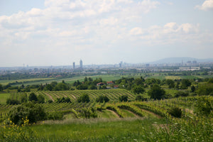 Herren Wiener Gemischter Satz Weingut Pfaffl