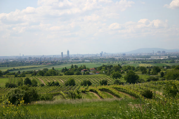 Herren Wiener Gemischter Satz Weingut Pfaffl