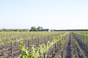 Degustationspaket „Sommer“