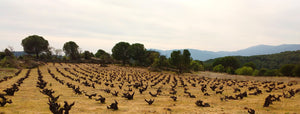 Garnacha La Transicion