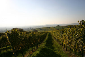 Herren Wiener Gemischter Satz Weingut Pfaffl