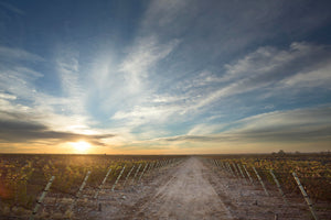„Alma Telteca“ Torrontes