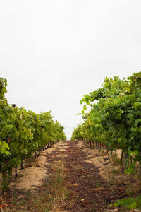 "Cape Fern" Chenin Blanc Single Vineyard