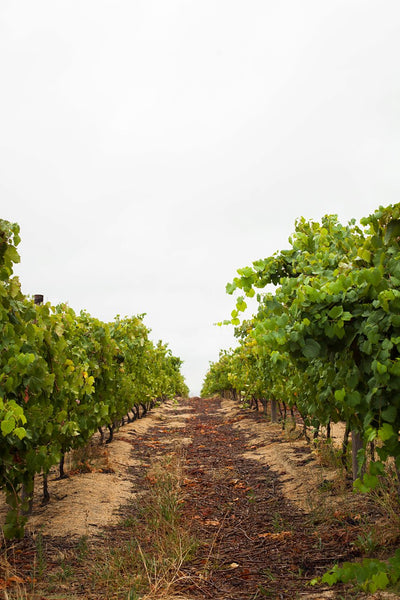 "Cape Fern" Chenin Blanc Single Vineyard