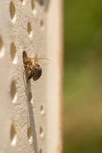 Wildbienenhaus