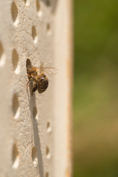 Wildbienenhaus
