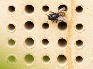 Wildbienenhaus